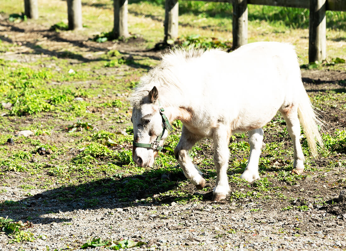 ウェスタン・ポニー乗馬