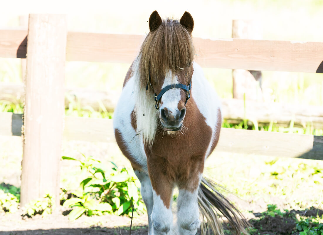 ウェスタン・ポニー乗馬